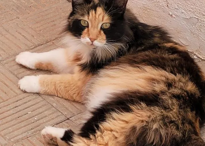 Terrazas De Anaga Natural House Апартаменты